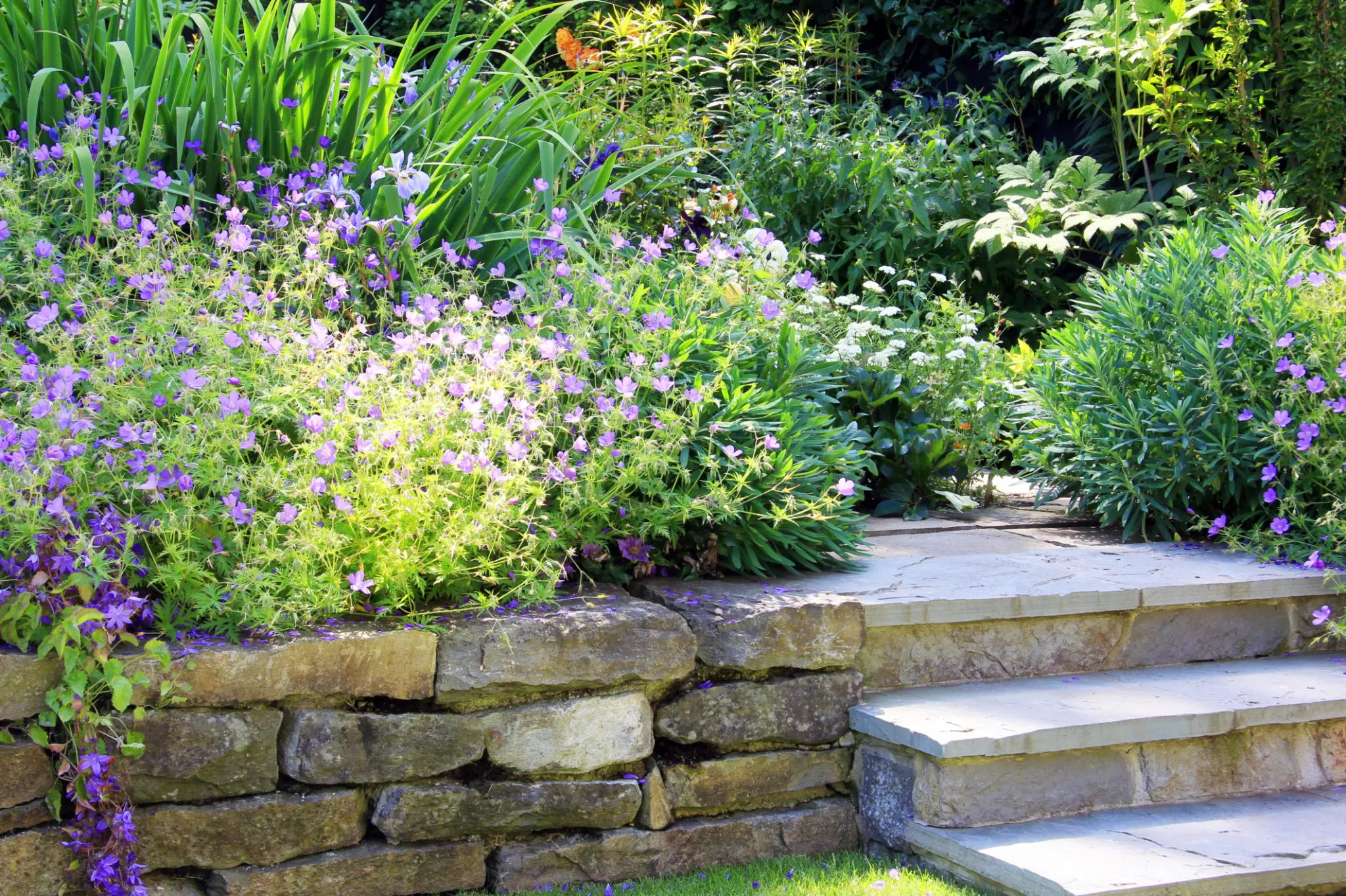 Stone steps surrounded by lush green plants and purple flowers.