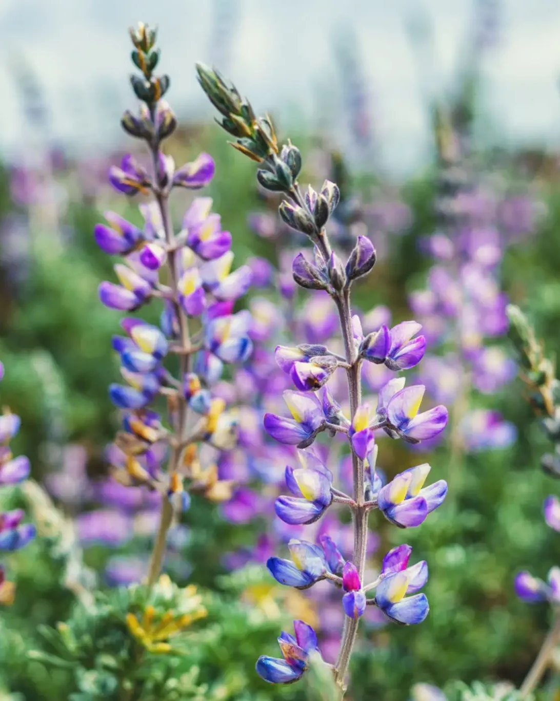 Close-up of purple lupine flowers in a field.