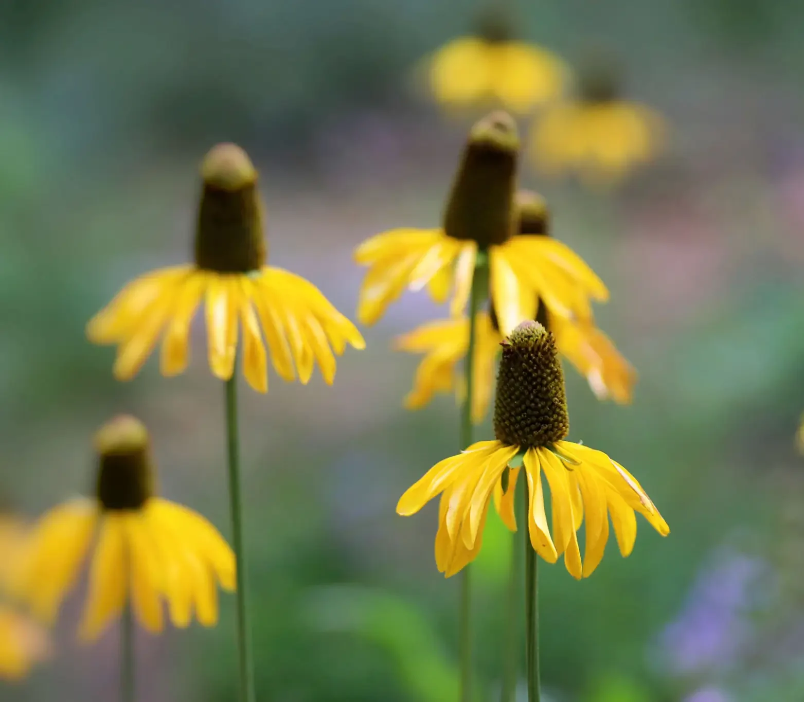 Yellow wildflowers with dark centers in a blurred natural background.